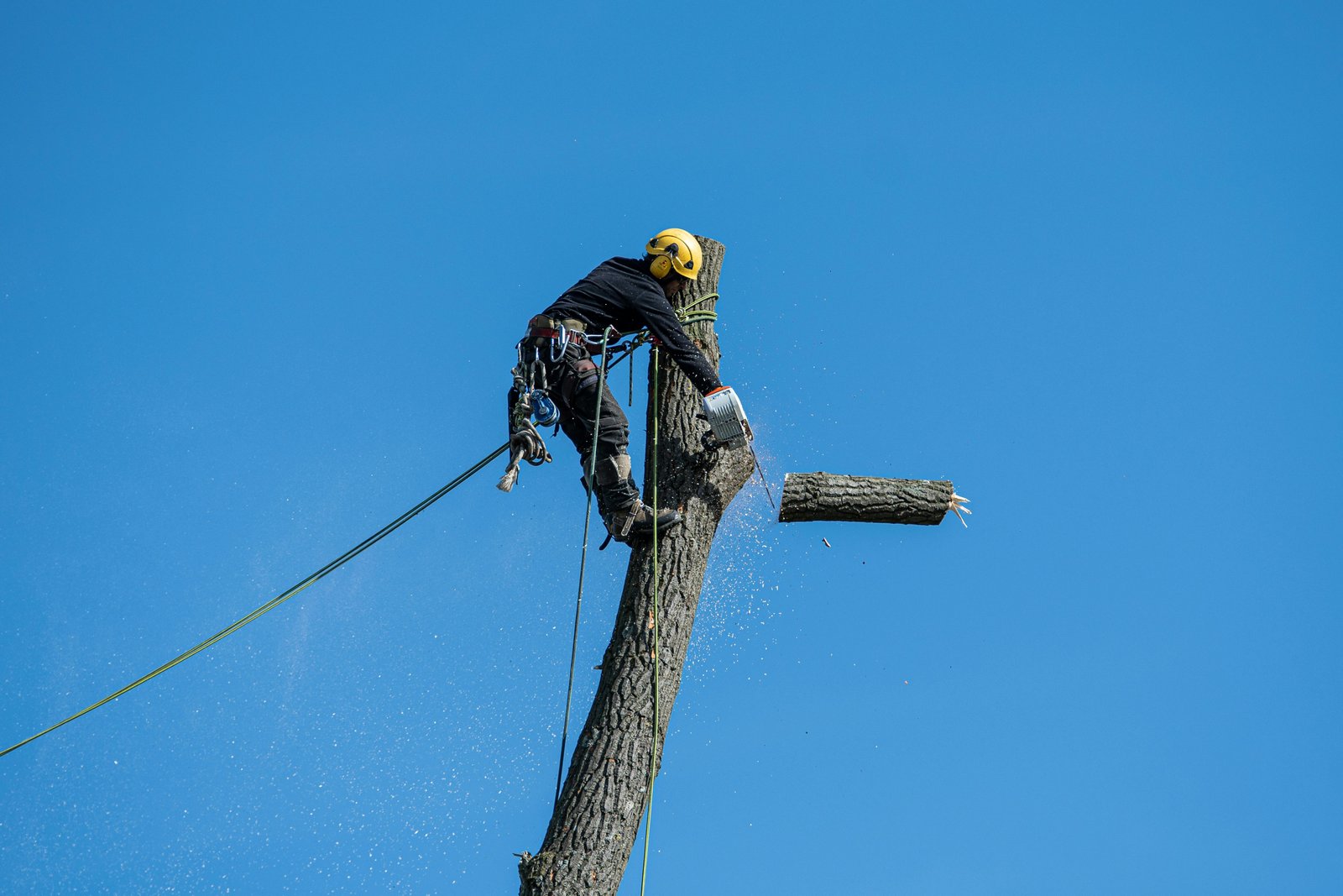 Tree surgeon working at height with safety gear